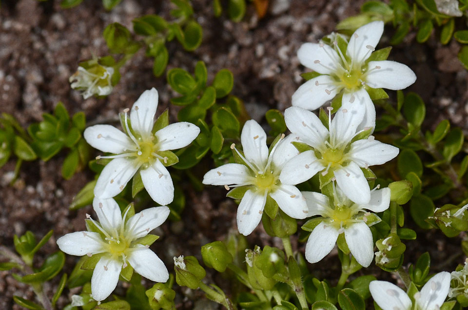 Arenaria biflora L. / Arenaria biflora